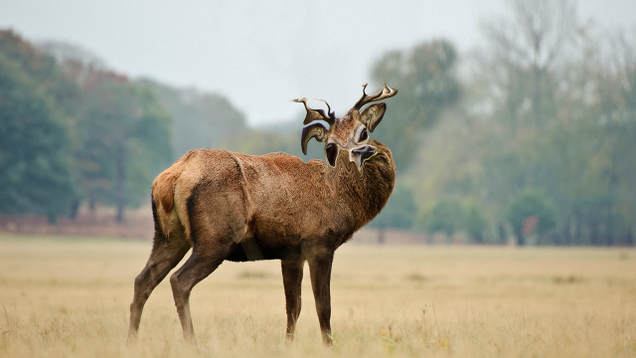 Illustration for article titled 6 Amazing Pictures Of Deer Melting That We Published Before Looking Up An Explanation